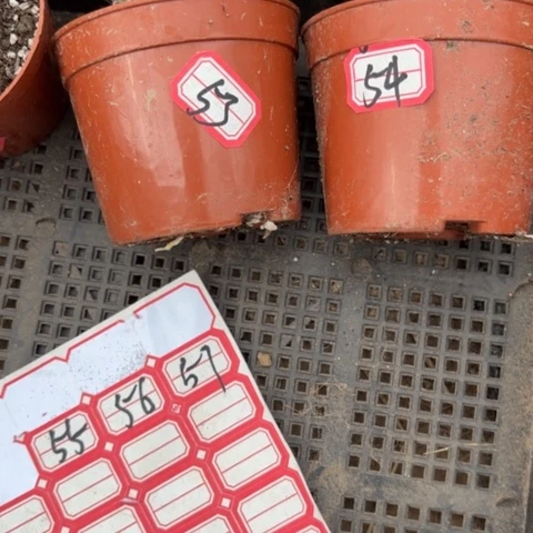 顺***然53/54 号侧牙歪20包邮4公分左右