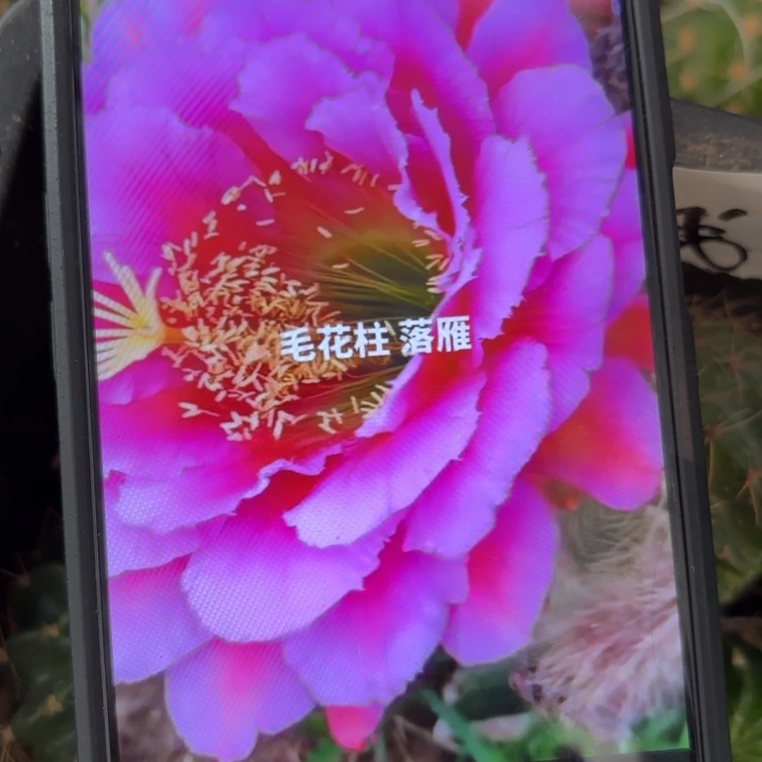 落雁毛/侧牙歪20包邮5公分左右仙人球49