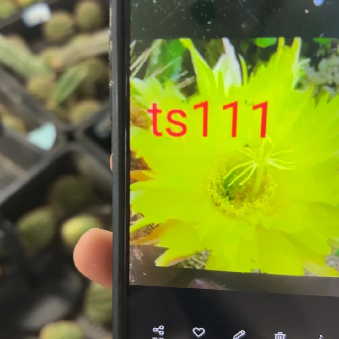 Ts111毛花/20包邮仙人球39