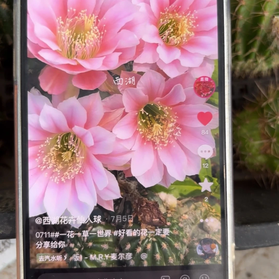 0711丽花20包邮仙人7