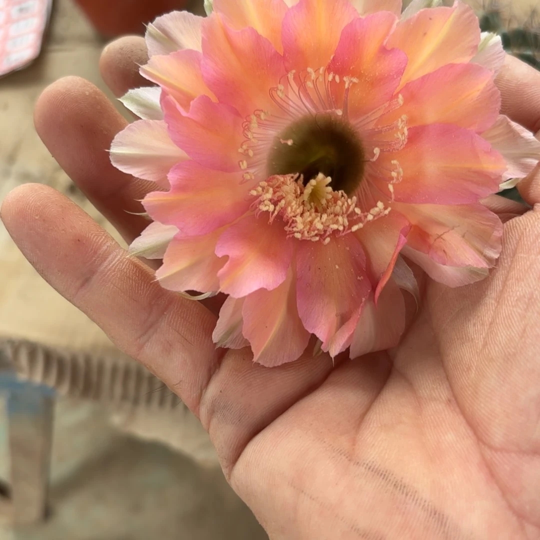 59 实生球脱花脱土