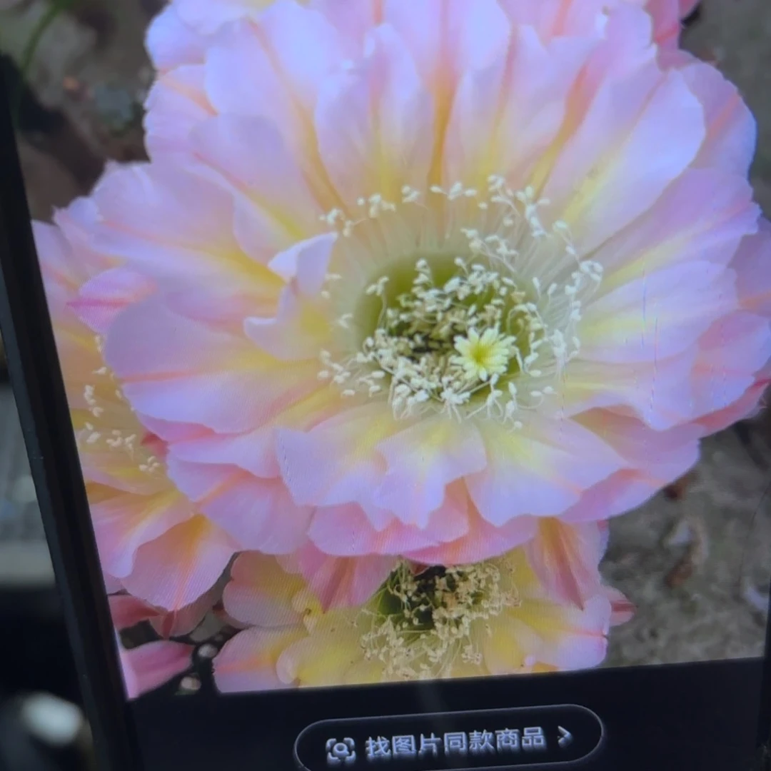 爱德华夫人侧牙歪20包邮5公分左右16