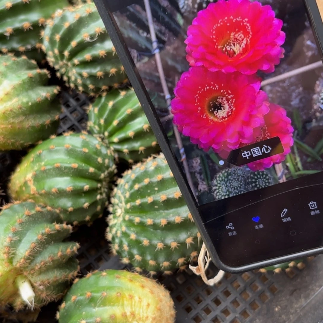 中国心彩//20包邮仙人球