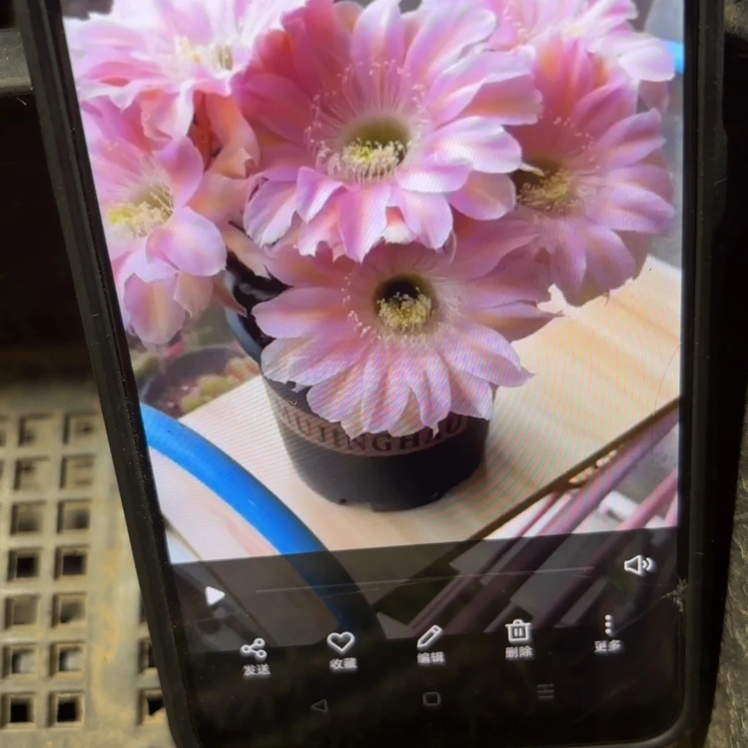 小步舞曲歪//20包邮仙人球32