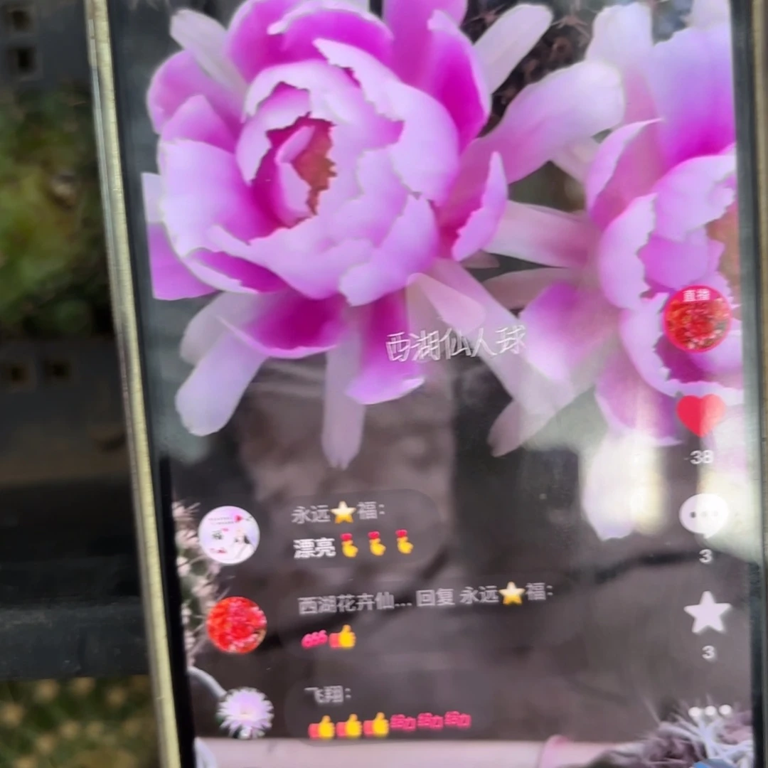 2-11丽花/侧牙歪20包邮3公分左右43