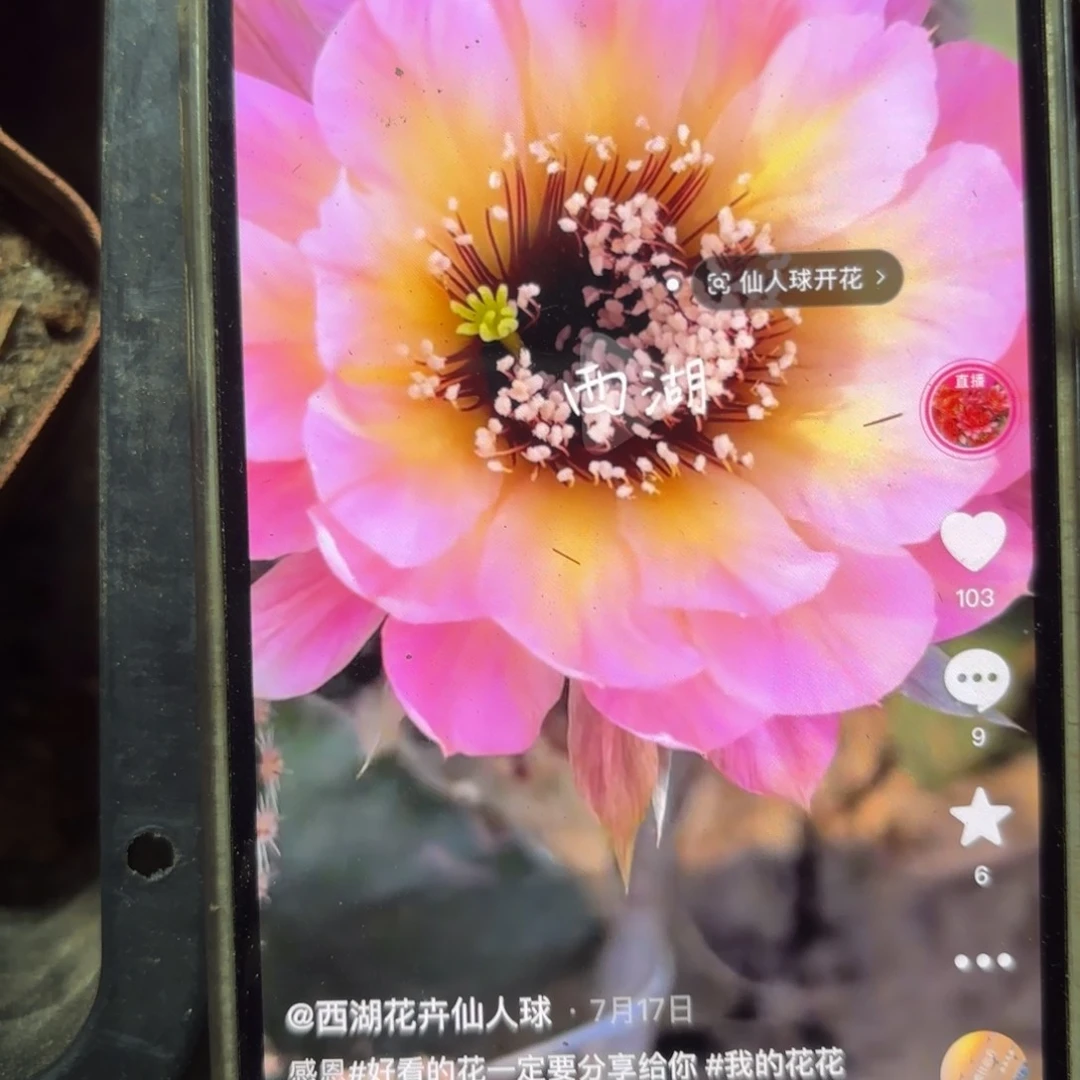 感恩彩/侧牙歪20包邮5公分左右