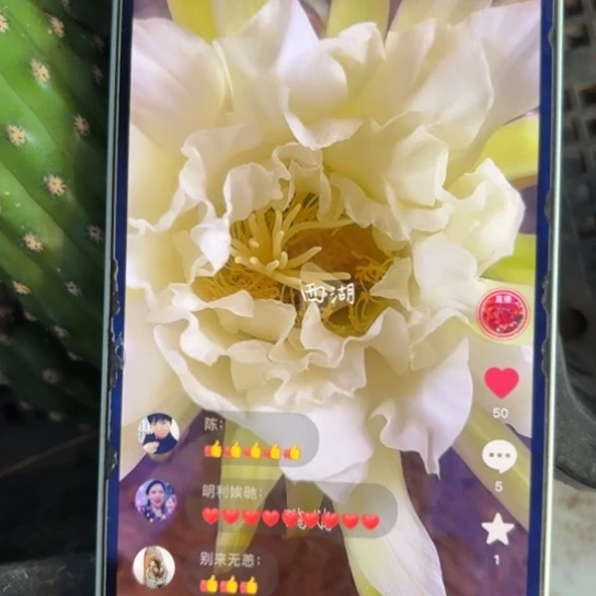 影鹉毛侧牙歪28包邮4公分左右8花