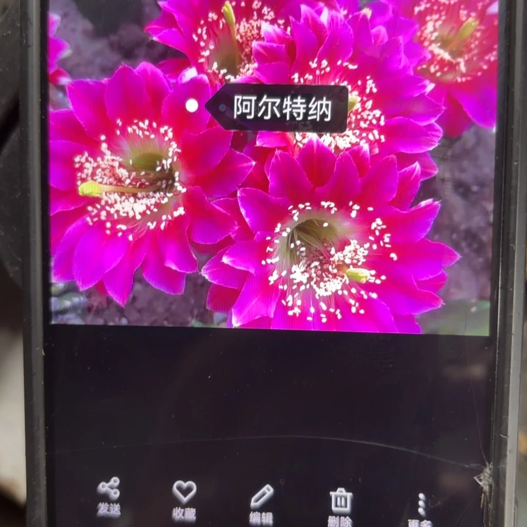 啊尔特哪小丽花/20包邮仙人球11