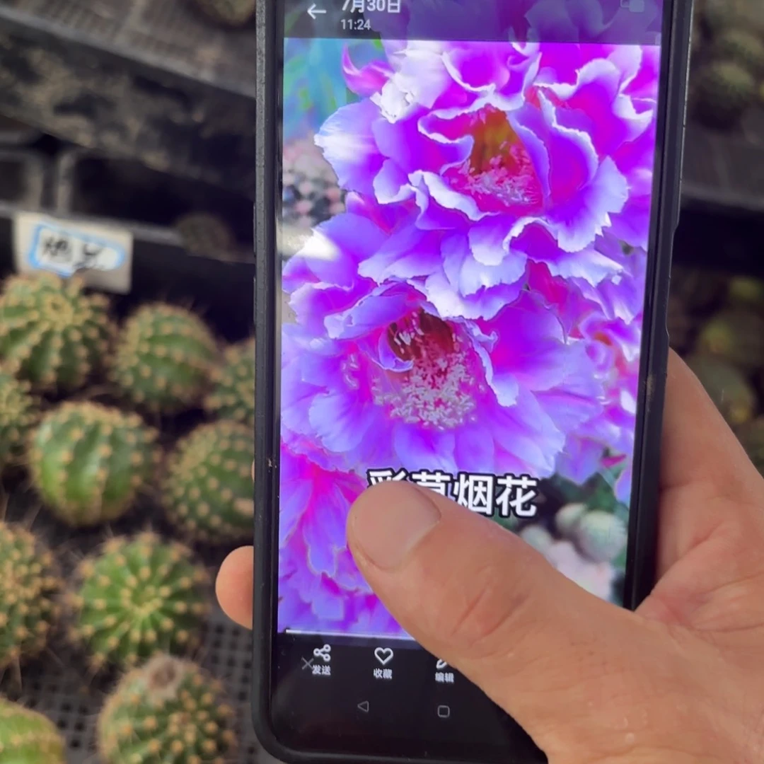 烟花彩//侧牙歪5公分左右20包邮45