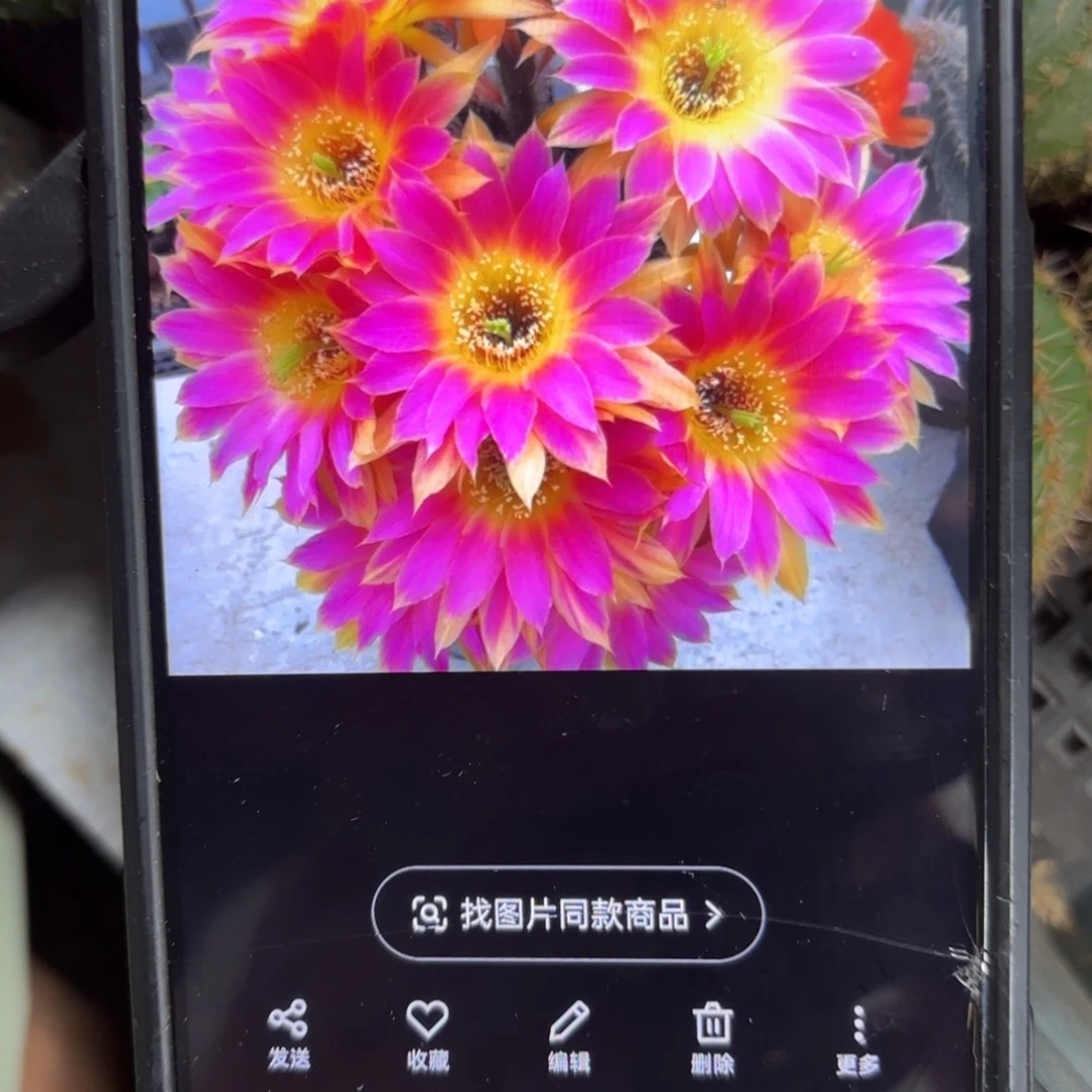 阳光明媚丽花瑕////20包邮仙人球12