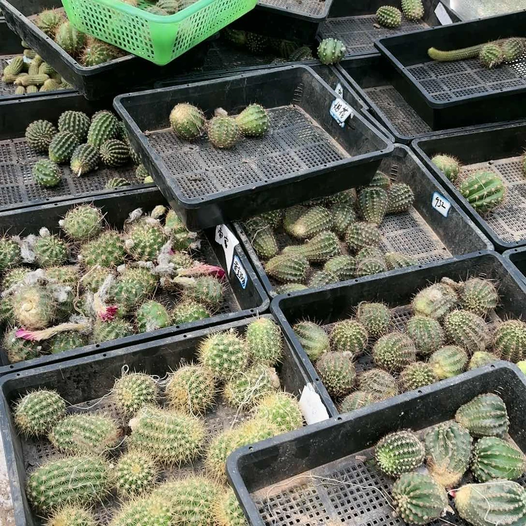 丽花10品侧牙歪20包邮3公分左右仙人球
