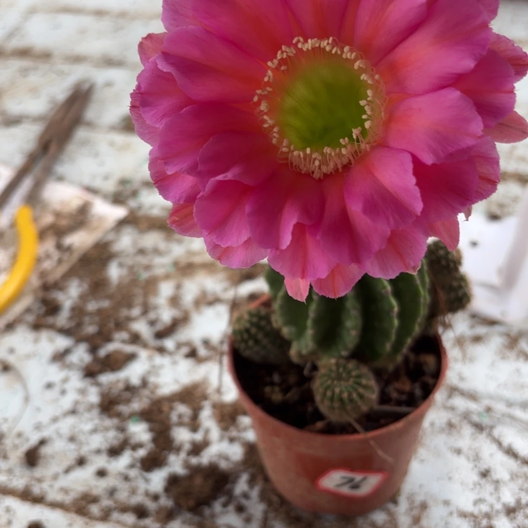 73 实生球20包邮脱花脱土小瑕