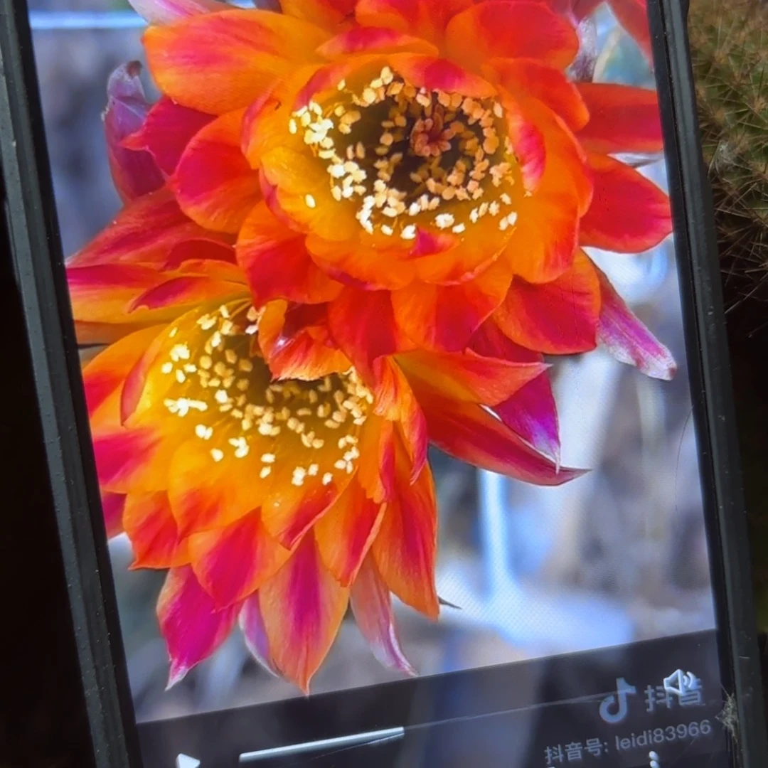 笑脸丽花//20包邮仙人球侧牙40