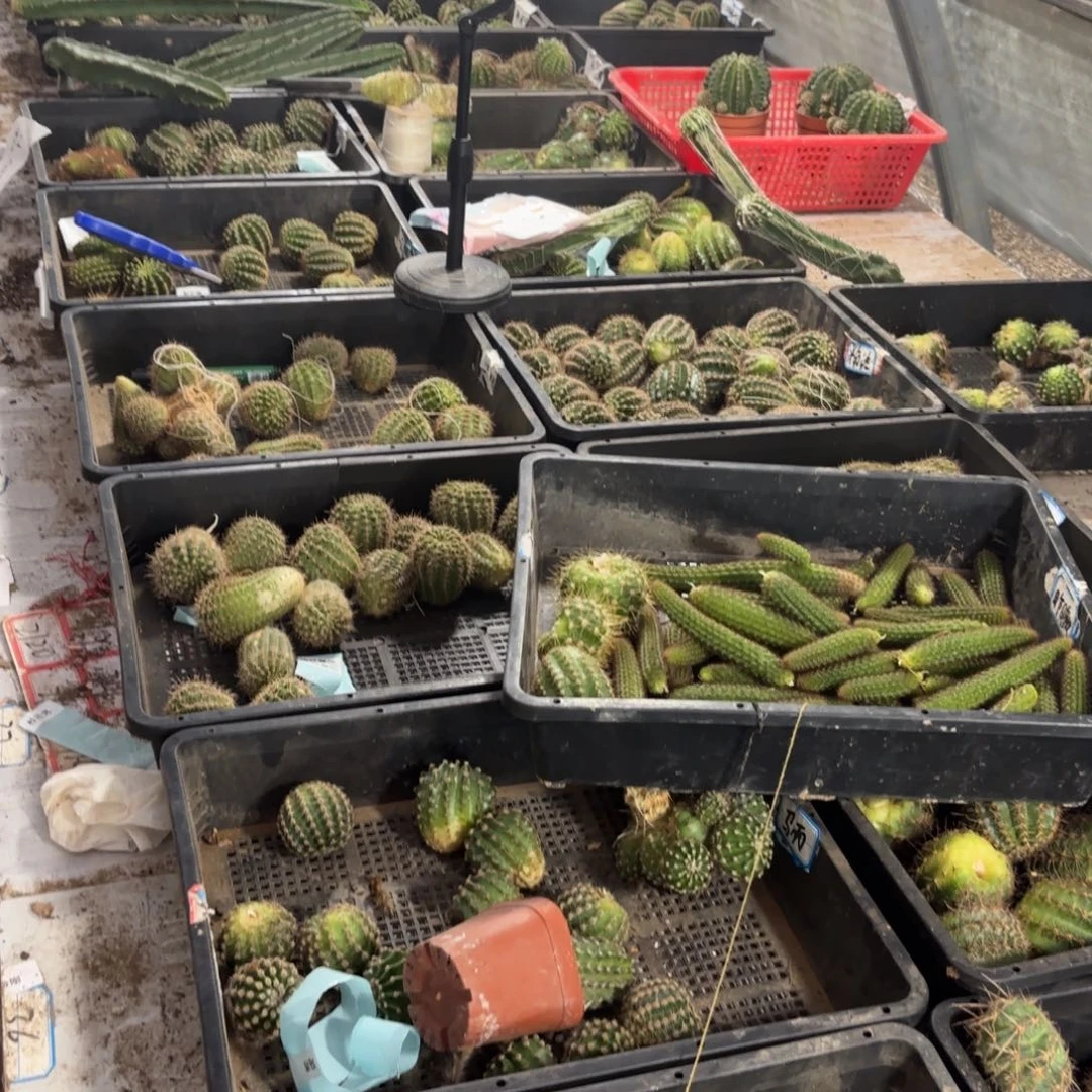 15品20包邮仙人球////