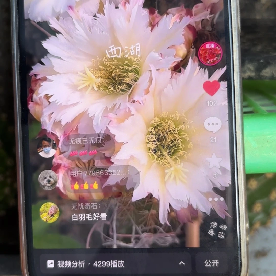 Ts126毛花/20包邮仙人球