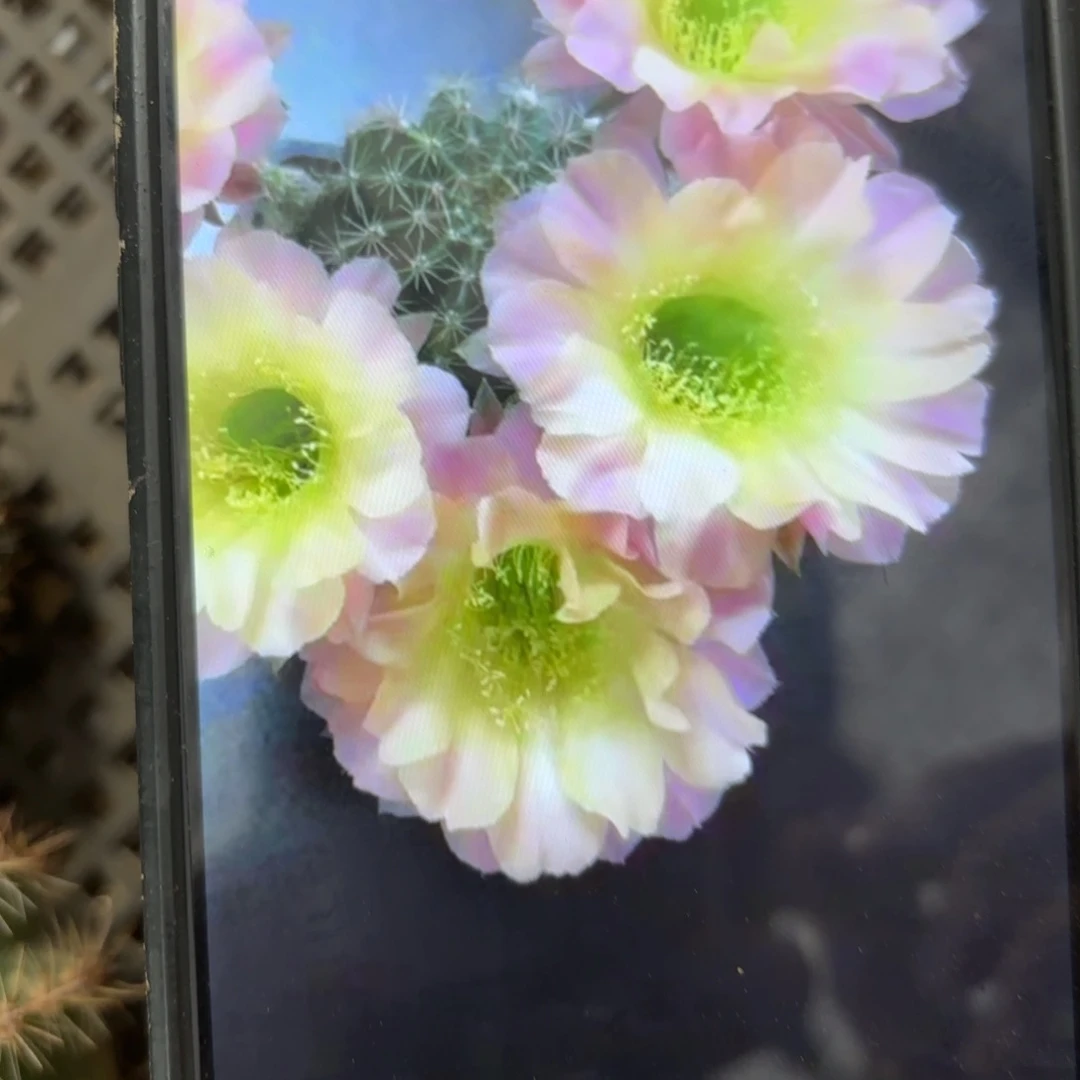 水蜜桃彩/20包邮仙人球44