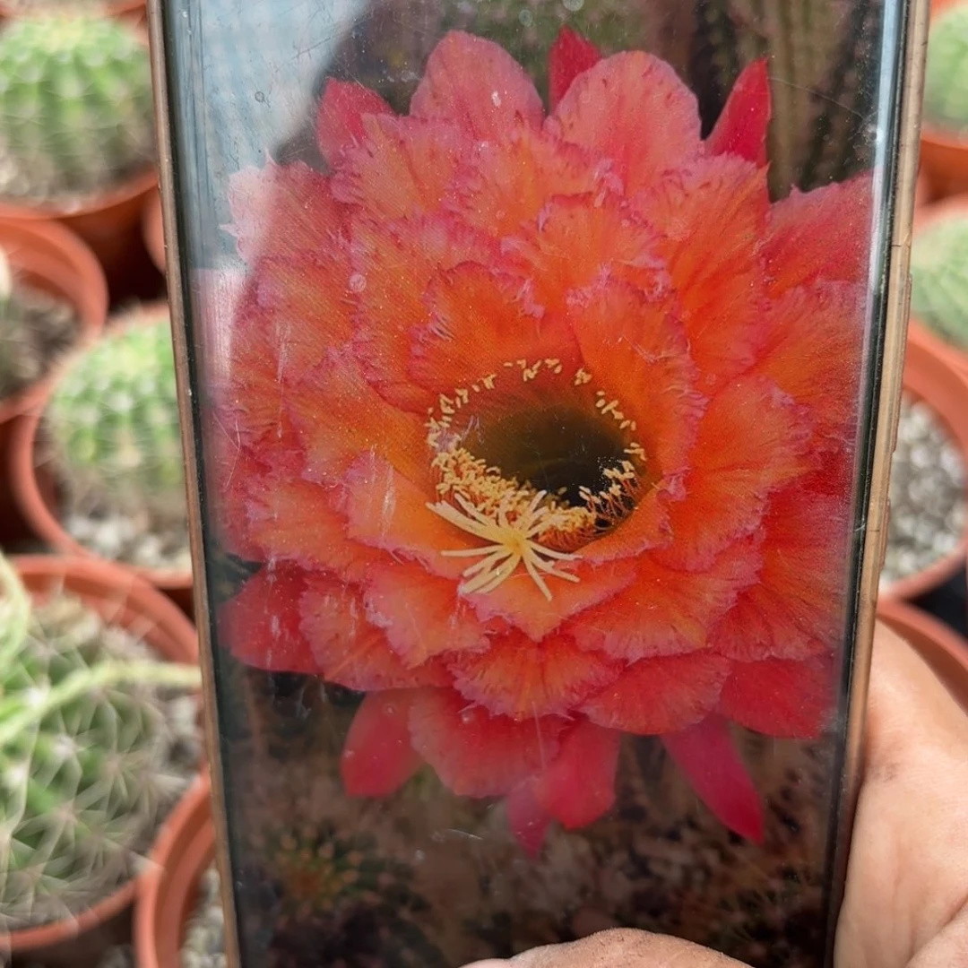 毛花住牛牛无根侧五公分左右