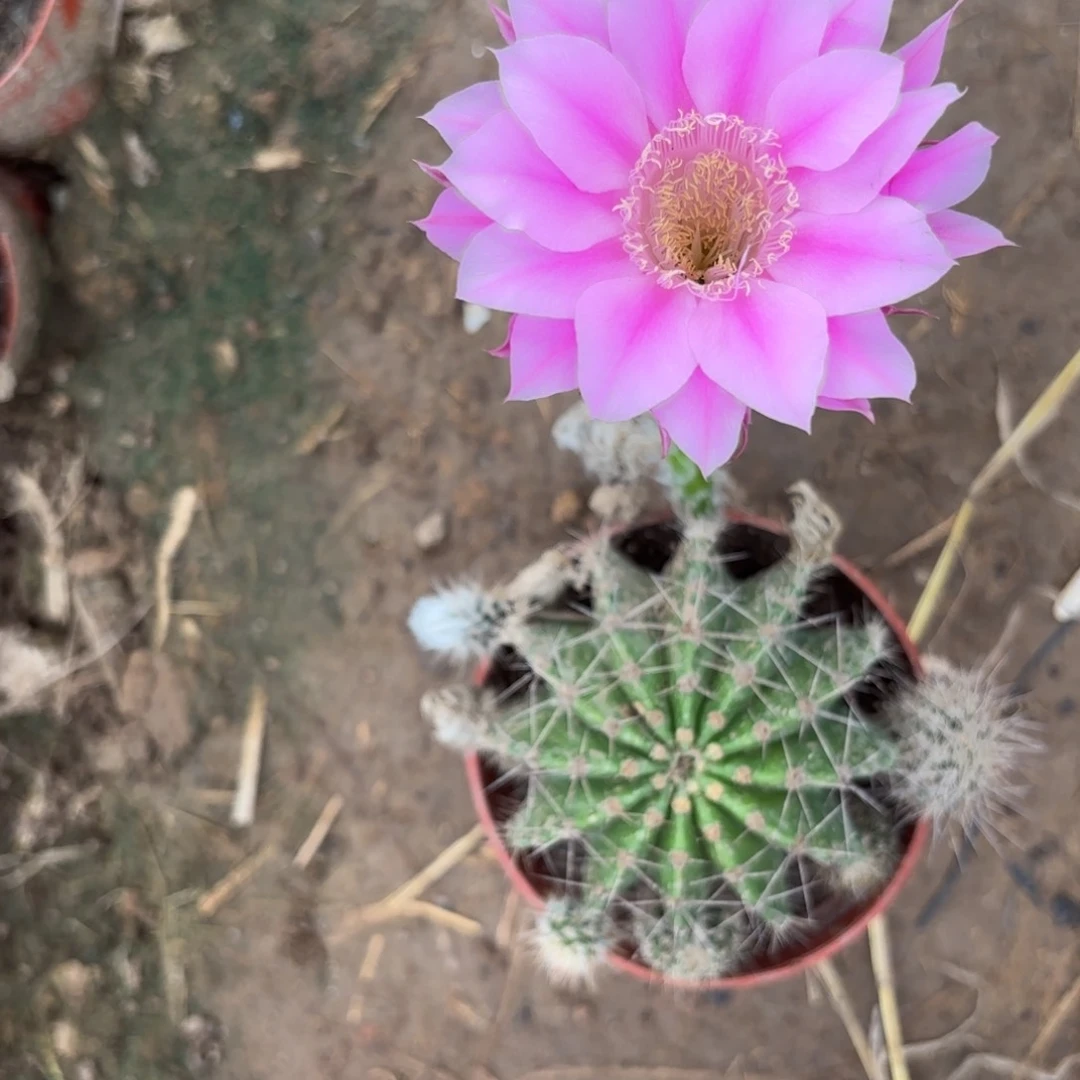 452 实生20包邮脱花脱土