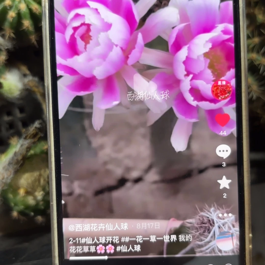 2-11丽花小小侧牙歪20包邮3公分左右41