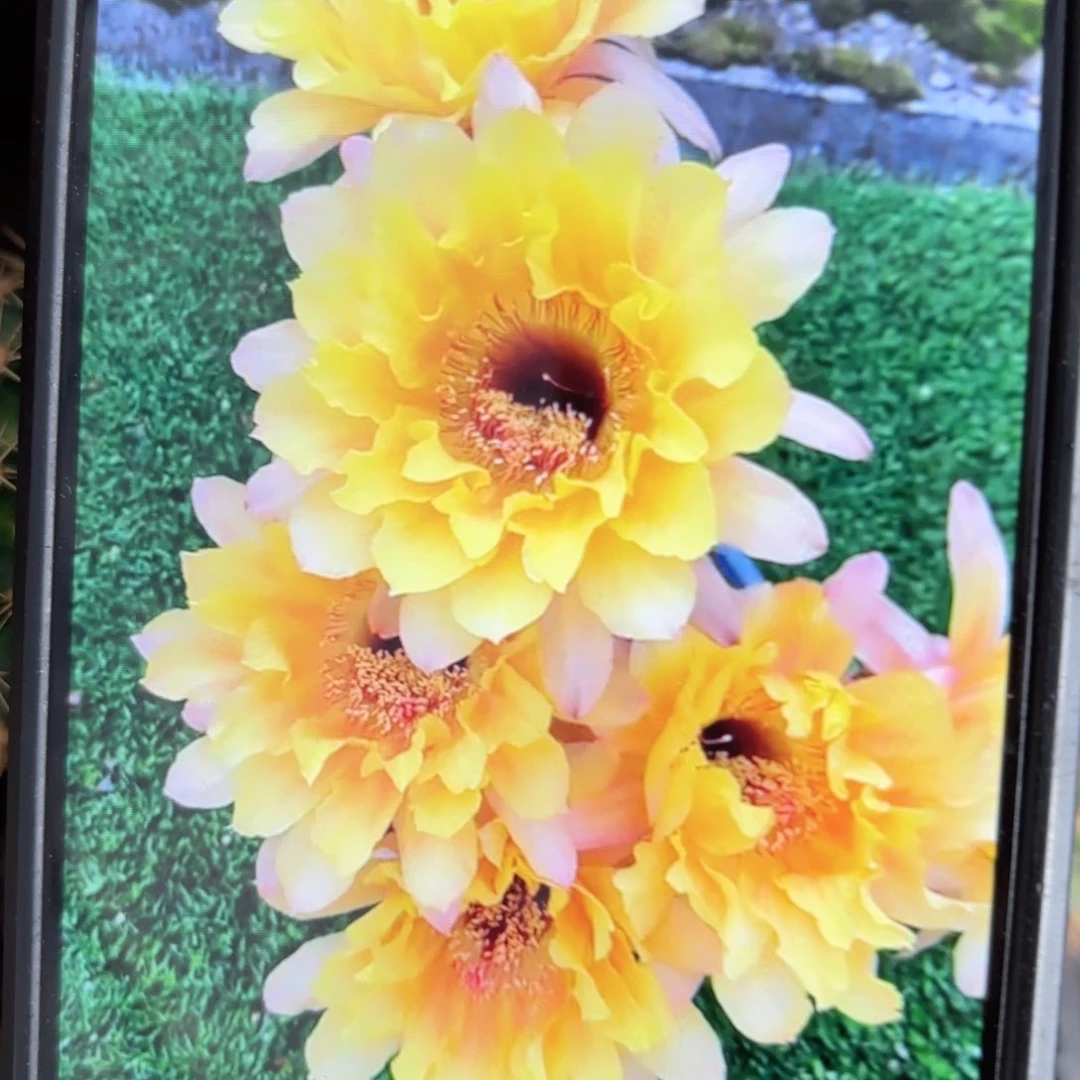 黄秀彩/侧牙歪/20包邮5公分左右27