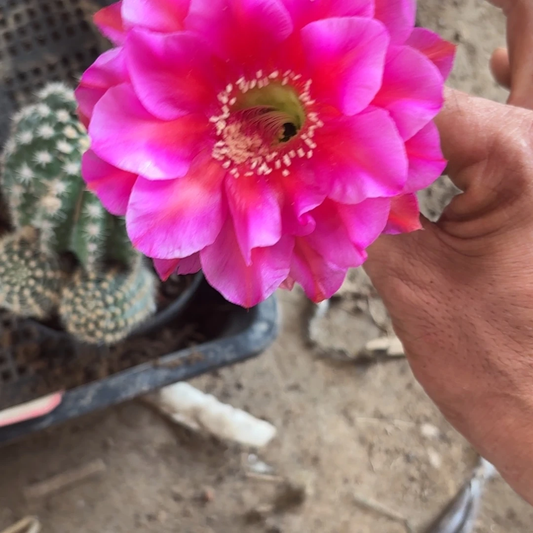 260 实生仙人球20包邮脱花脱土