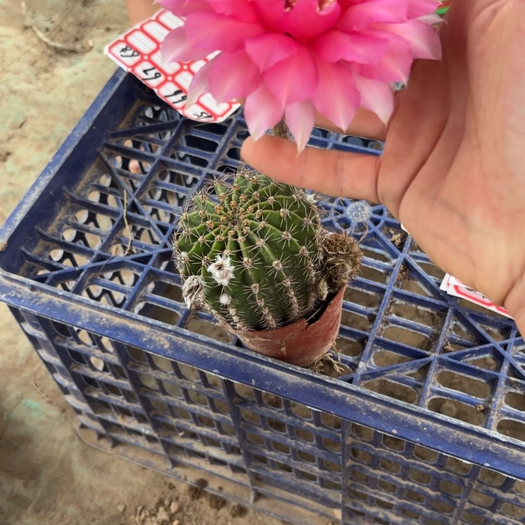 65 实生球脱花脱土