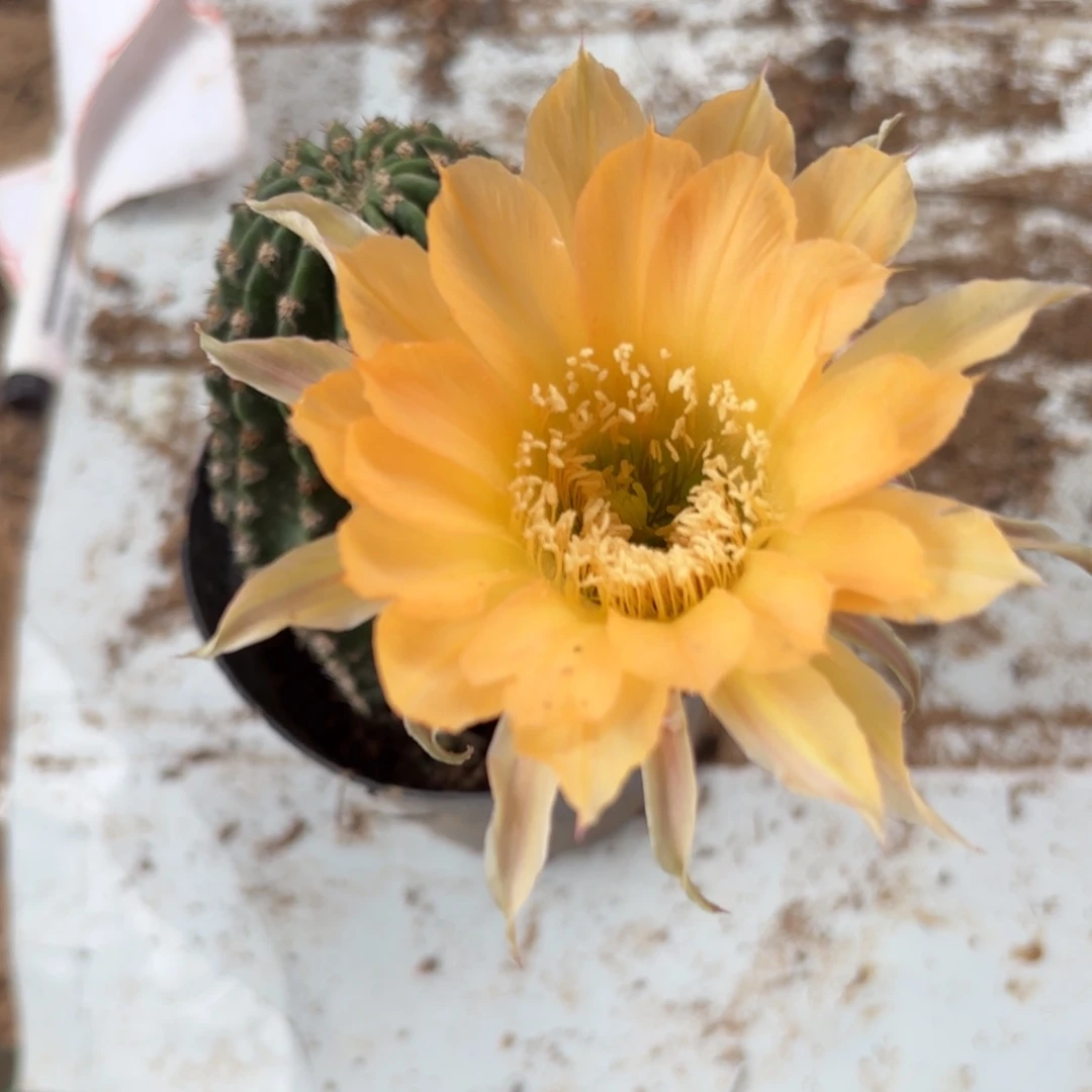 14 实生球20包邮脱花脱土