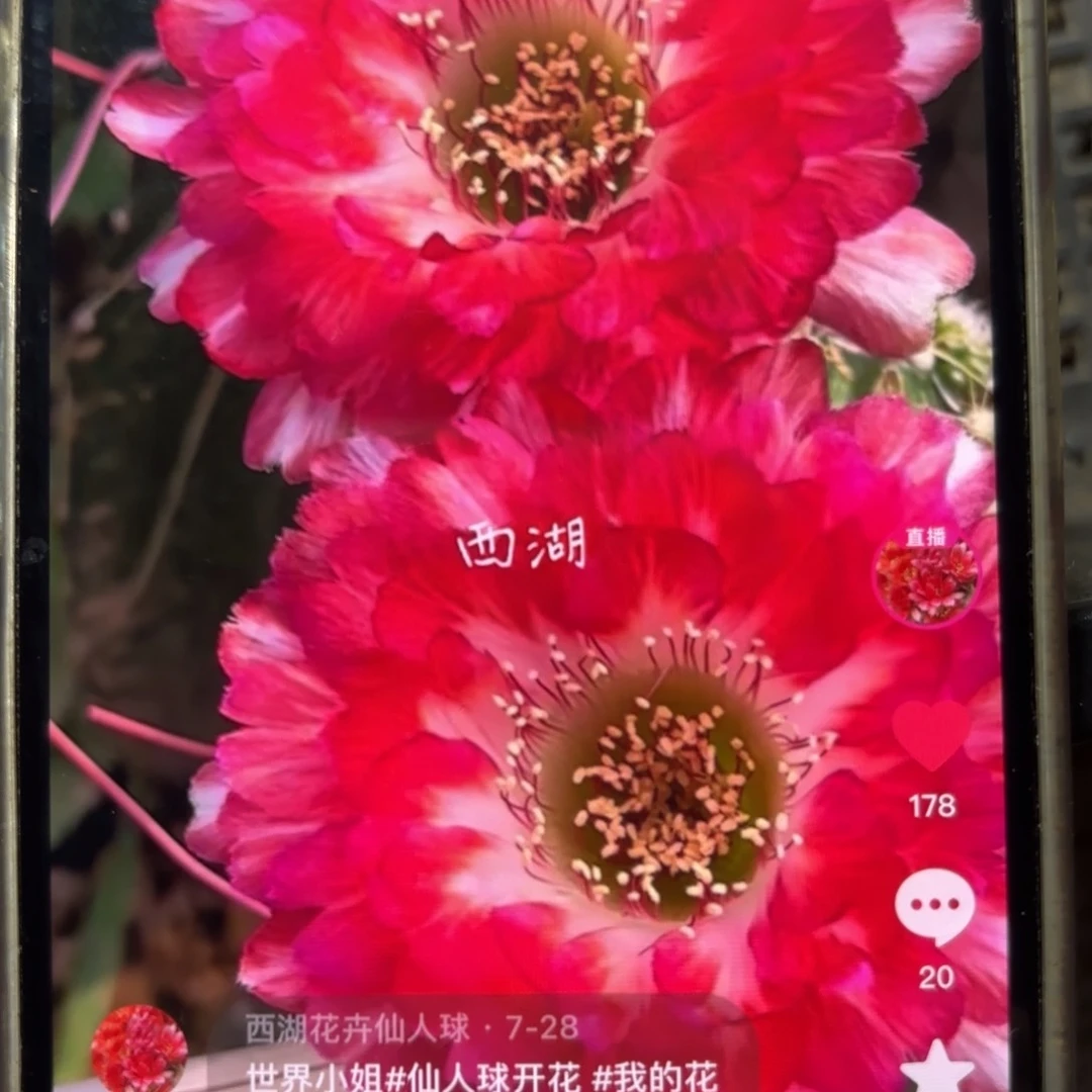 世界小姐小小侧牙歪20包邮花