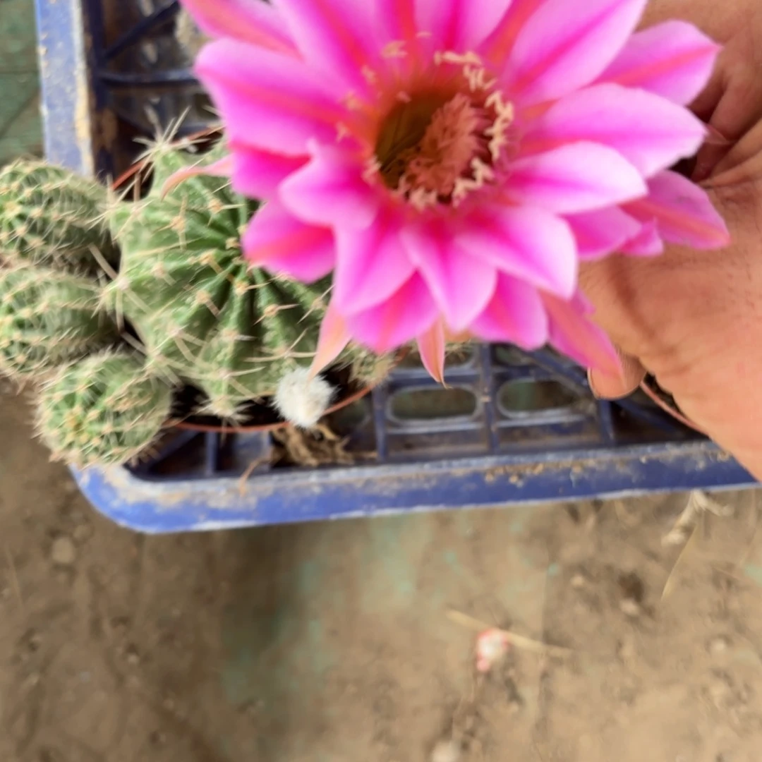 406 实生球20包邮脱花脱土