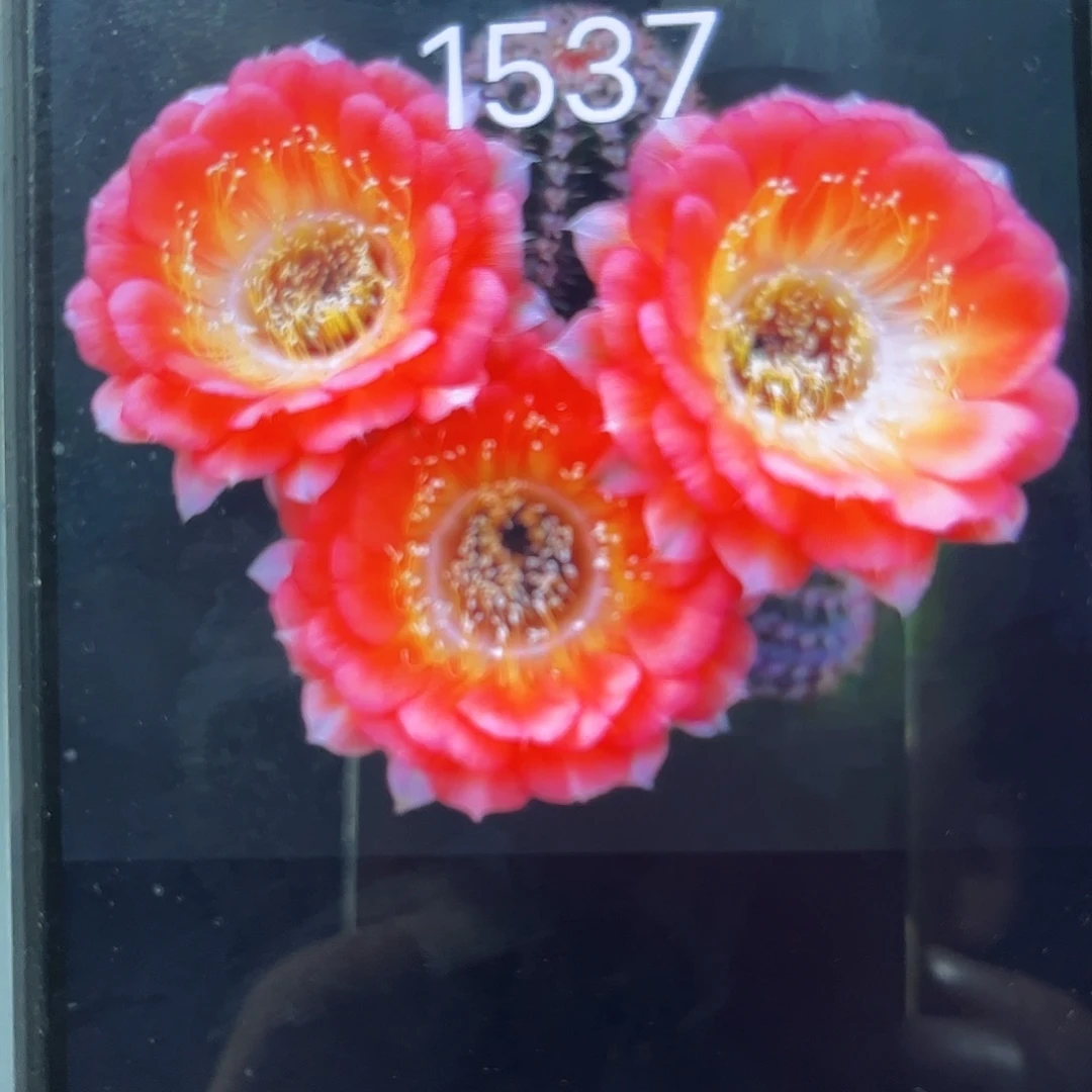 1537丽花///20包邮仙人球4
