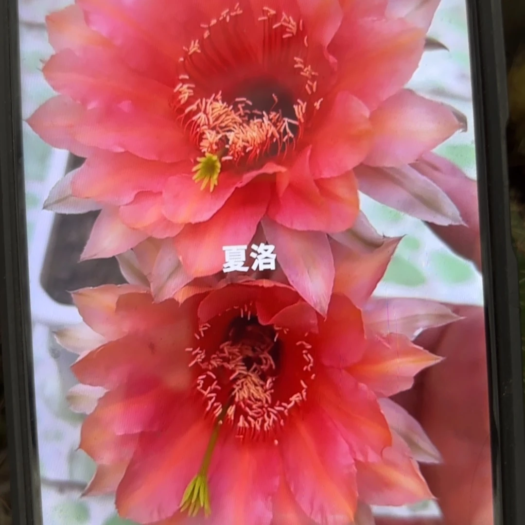 夏洛彩//侧牙歪20包邮5公分左右30
