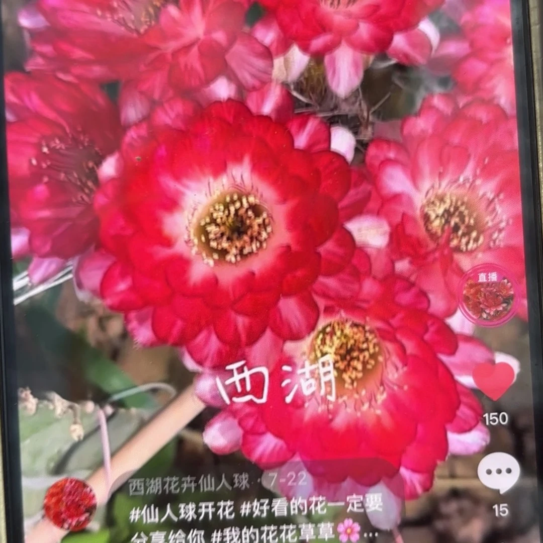 世界小姐小小马丙彩/侧牙歪3公分左右仙人球20包邮