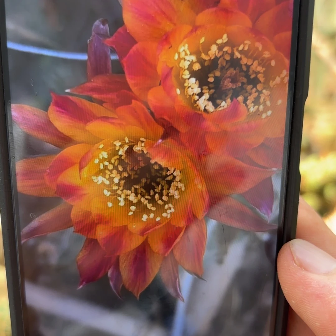 笑脸丽花侧牙歪28包邮4公分左右