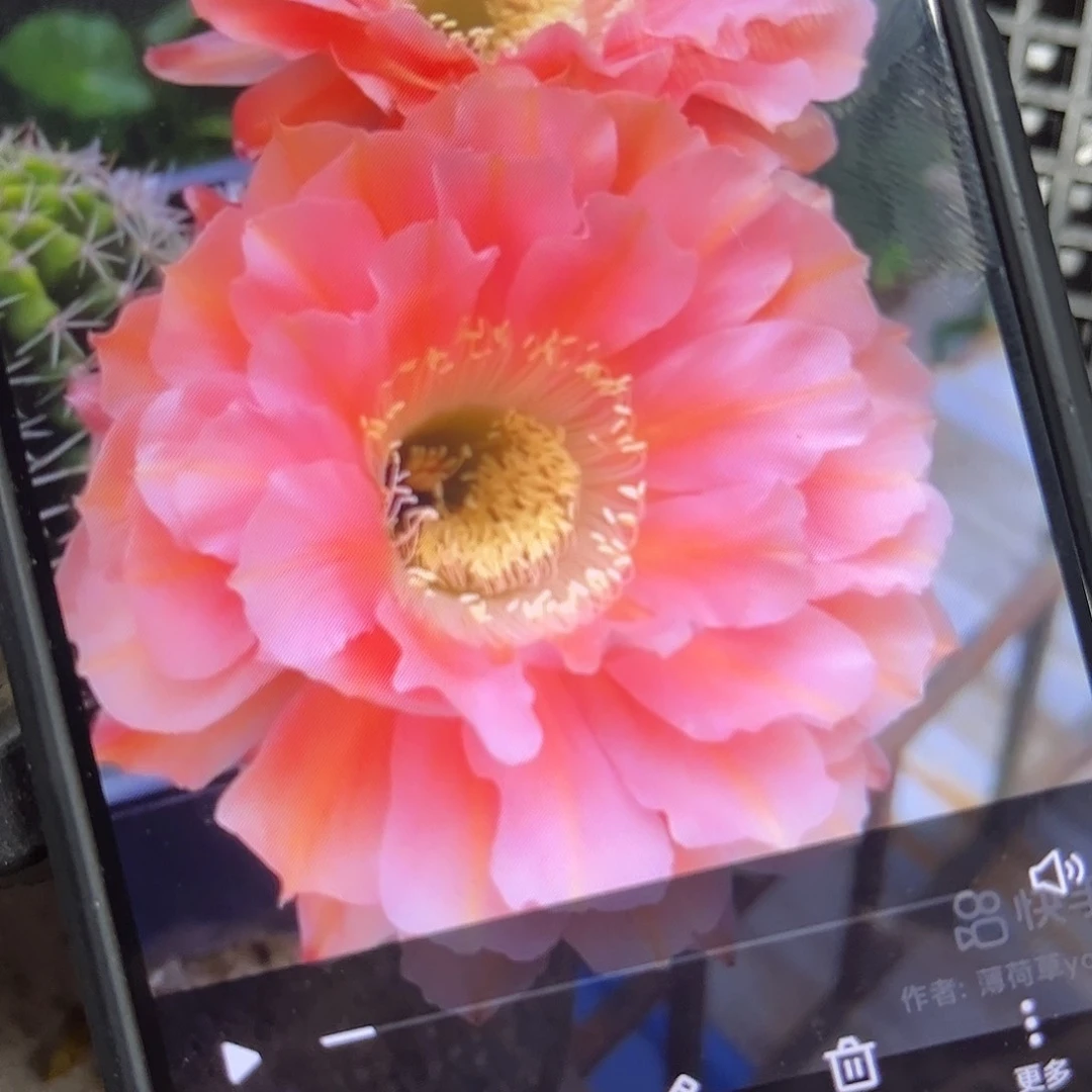 遐想彩///20包邮仙人球12