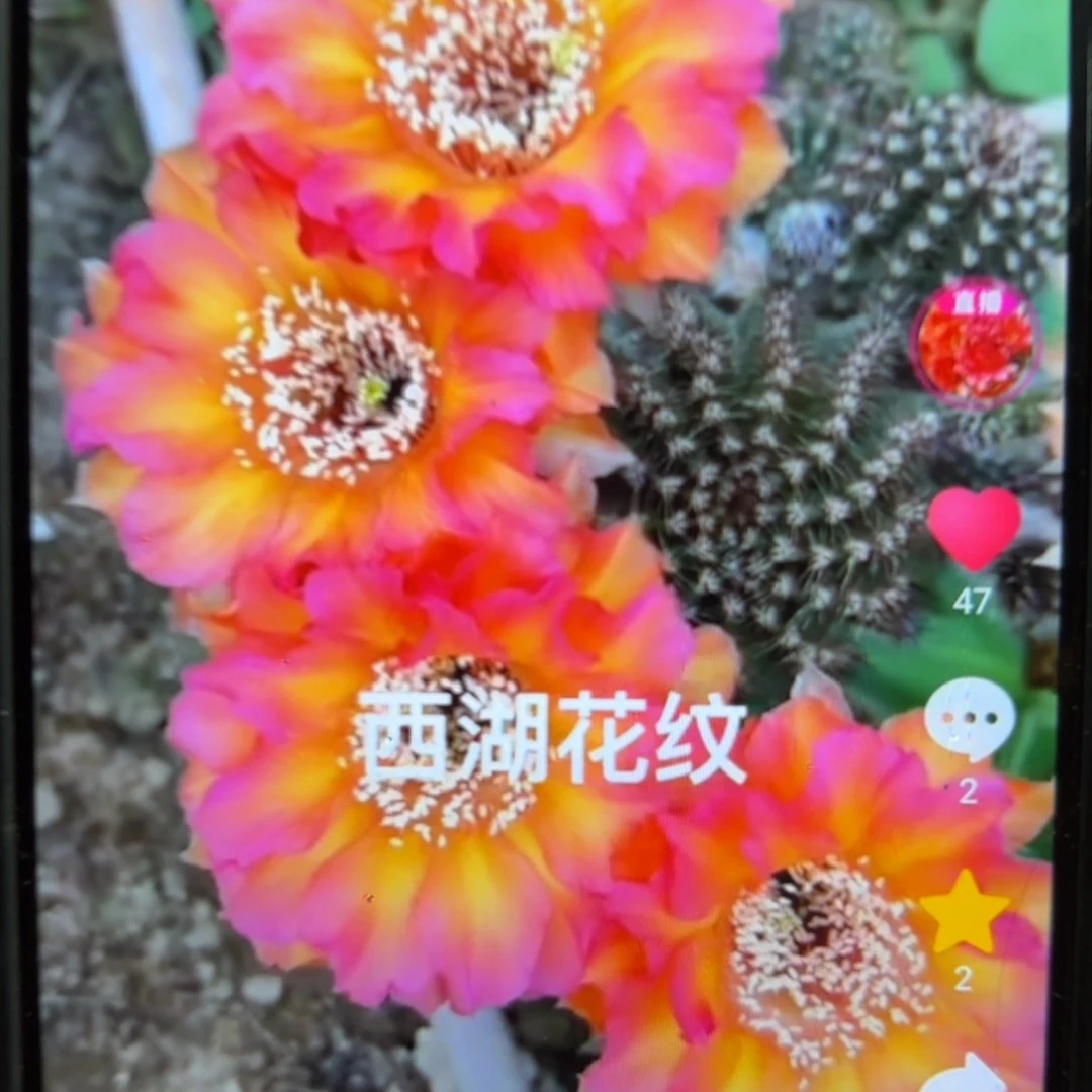 花纹彩/侧牙歪20包邮5公分左右34