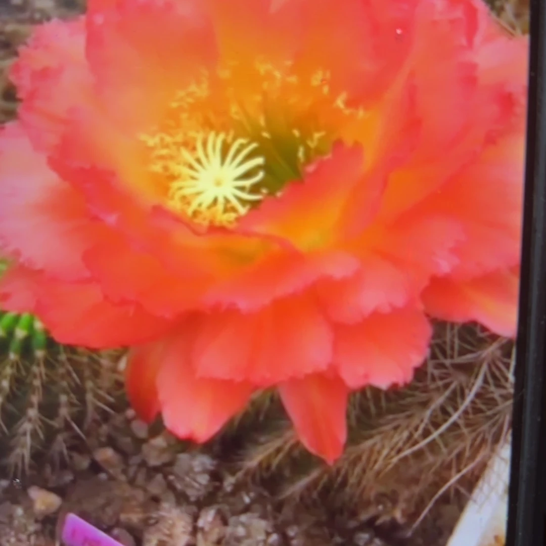 毛04毛/侧牙歪20包邮5公分左右1