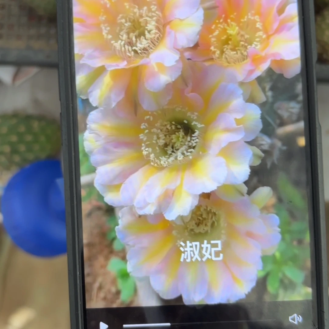 苏妃彩小//20包邮仙人球9