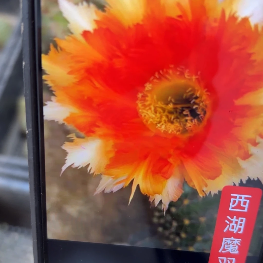 魔羽20包邮仙人球52
