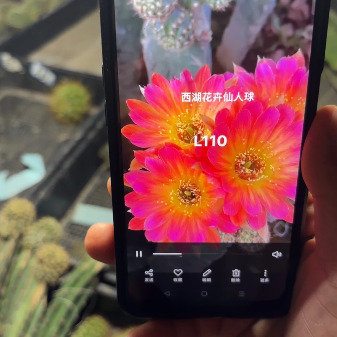 L110丽花//20包邮仙人球2