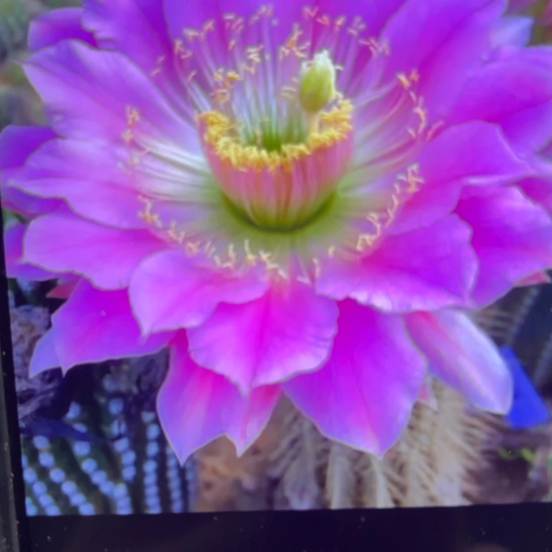 荷花毛/侧牙歪20包邮5公分左右17