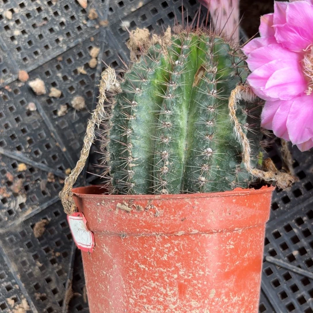 145 实生球20包邮脱花脱土