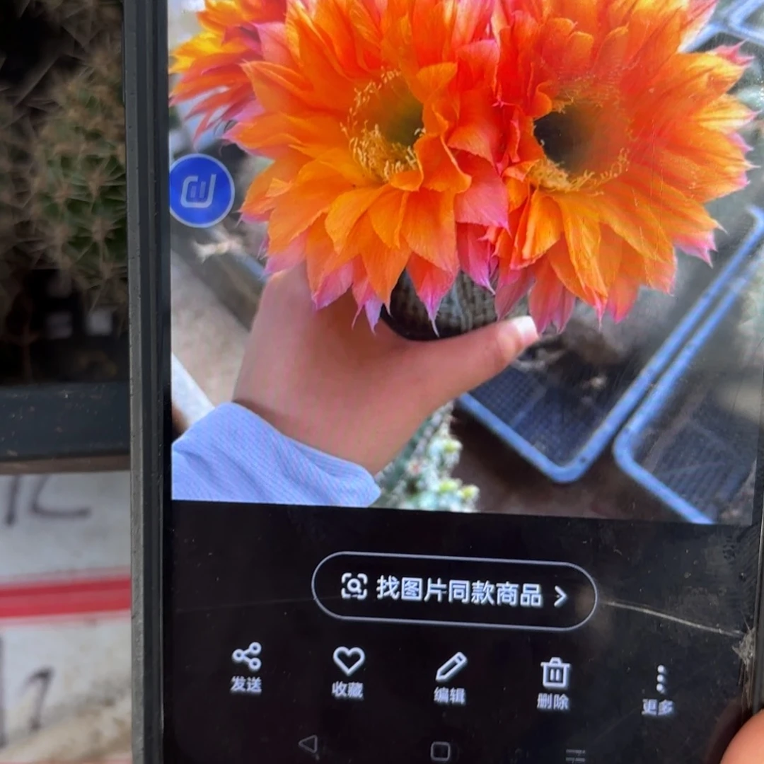 昨日重现彩/20包邮仙人球