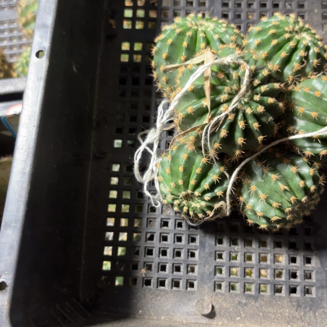 芯*中国我心群头25//侧牙歪20包邮5公分左右