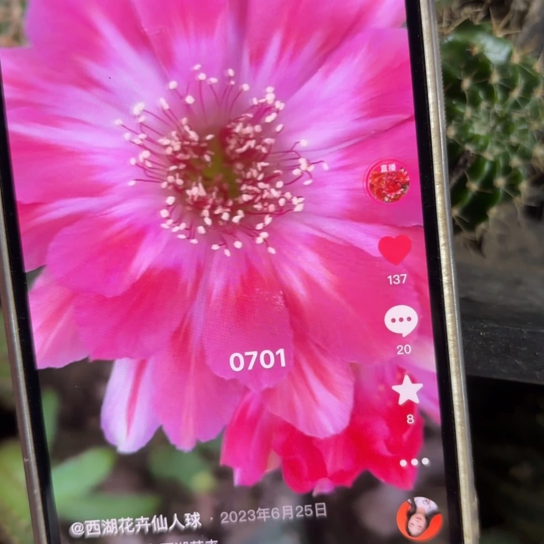 0701丽花侧牙歪20包邮5公分左右36