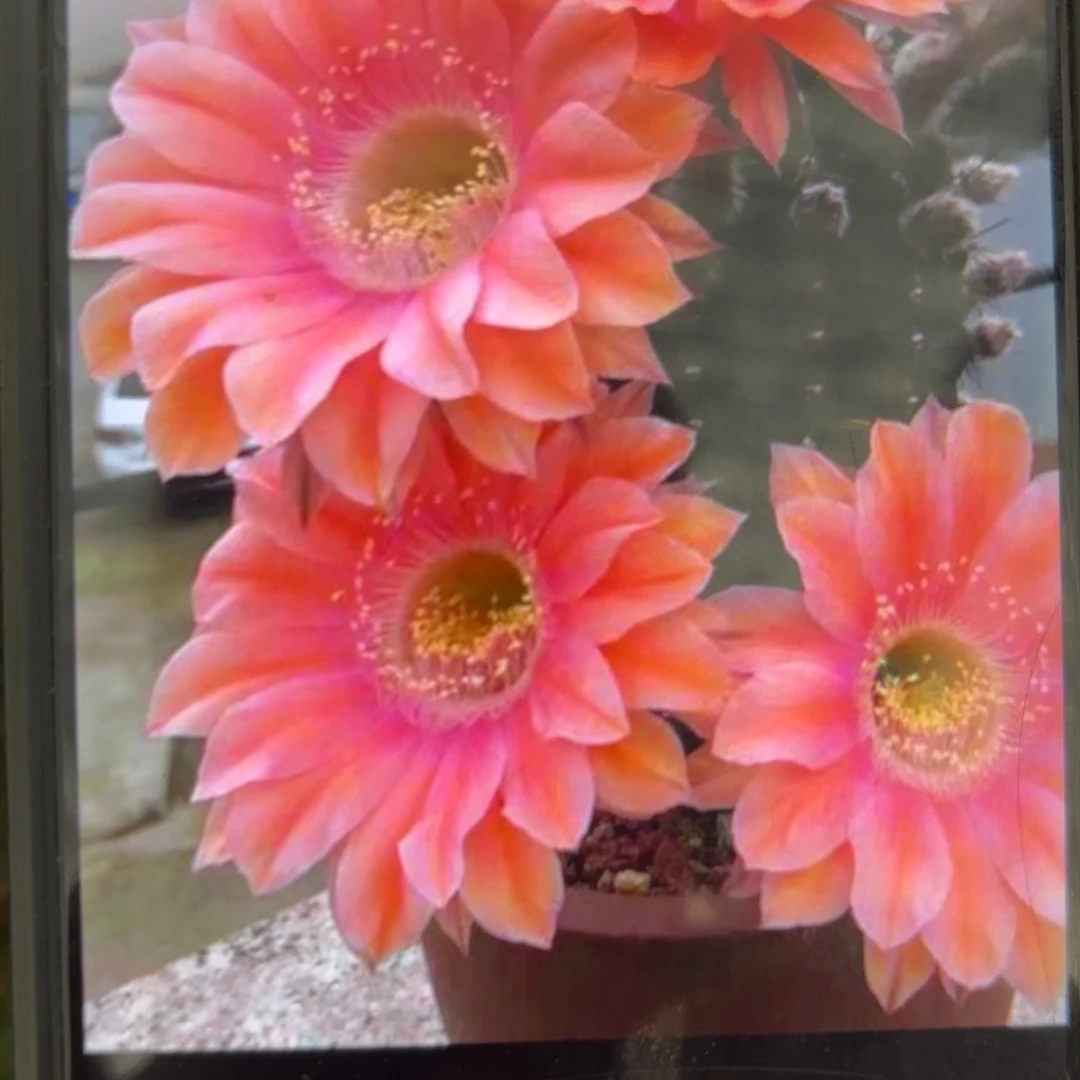 大大遐想彩/侧牙歪20包邮5公分左右37