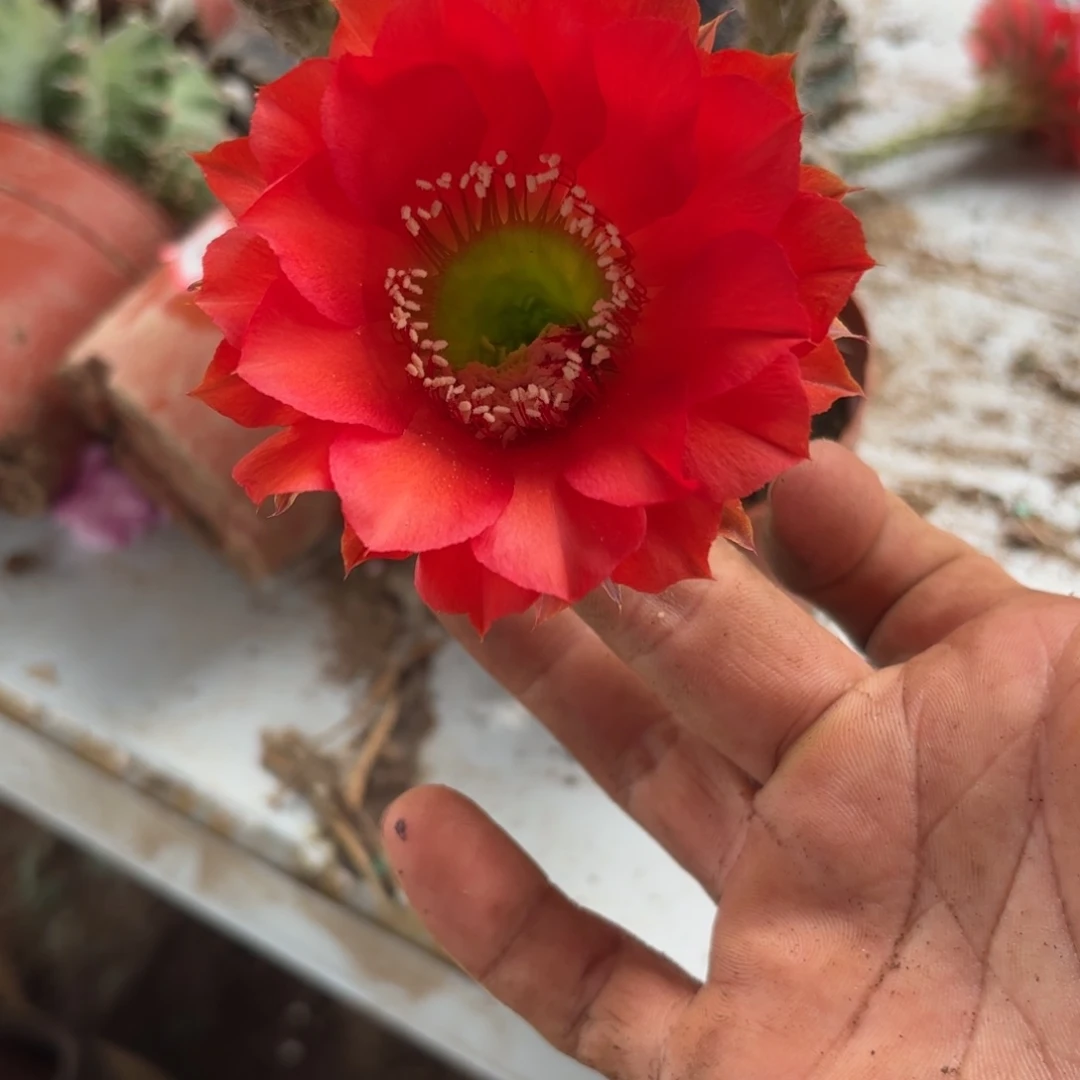 130 实生球20包邮脱花脱土