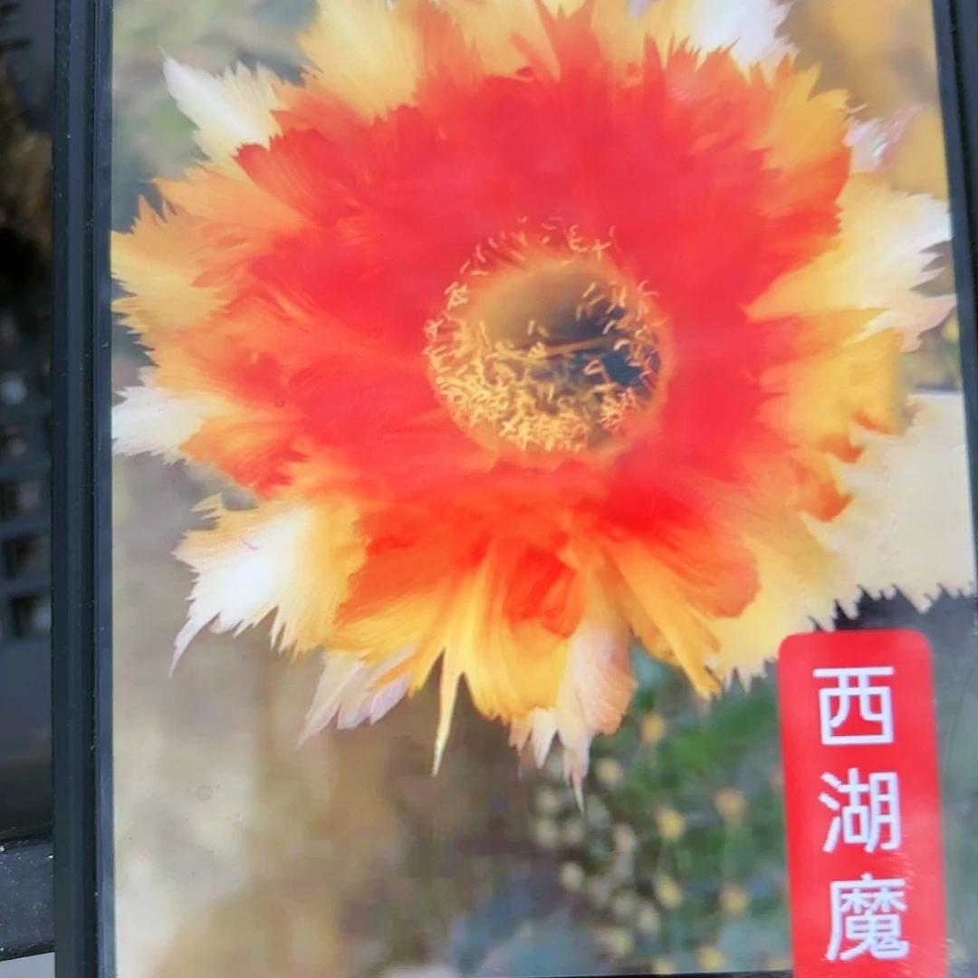 魔羽彩/侧牙歪20包邮5公分左右仙人球40