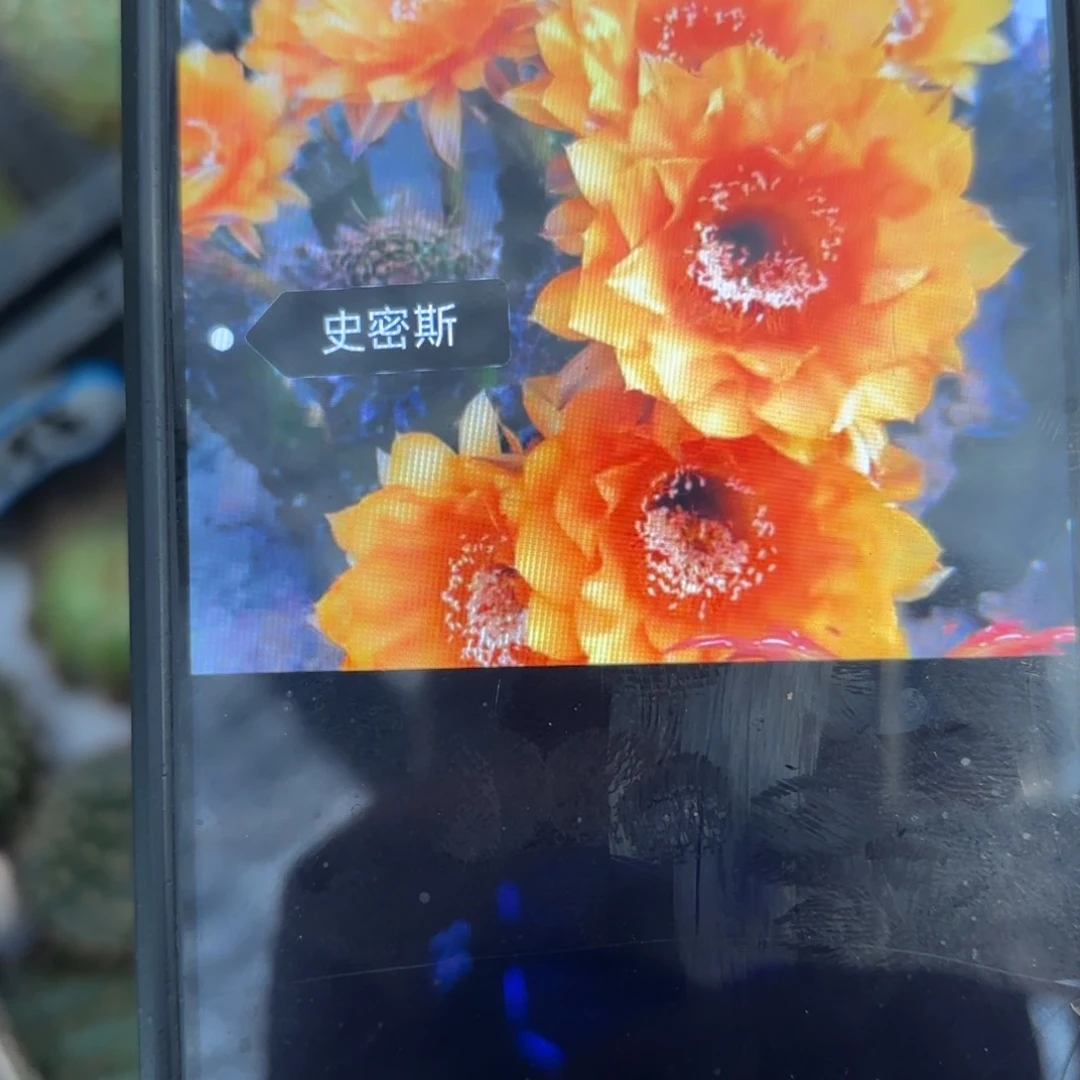 史密斯彩/侧牙歪20包邮5公分左右35