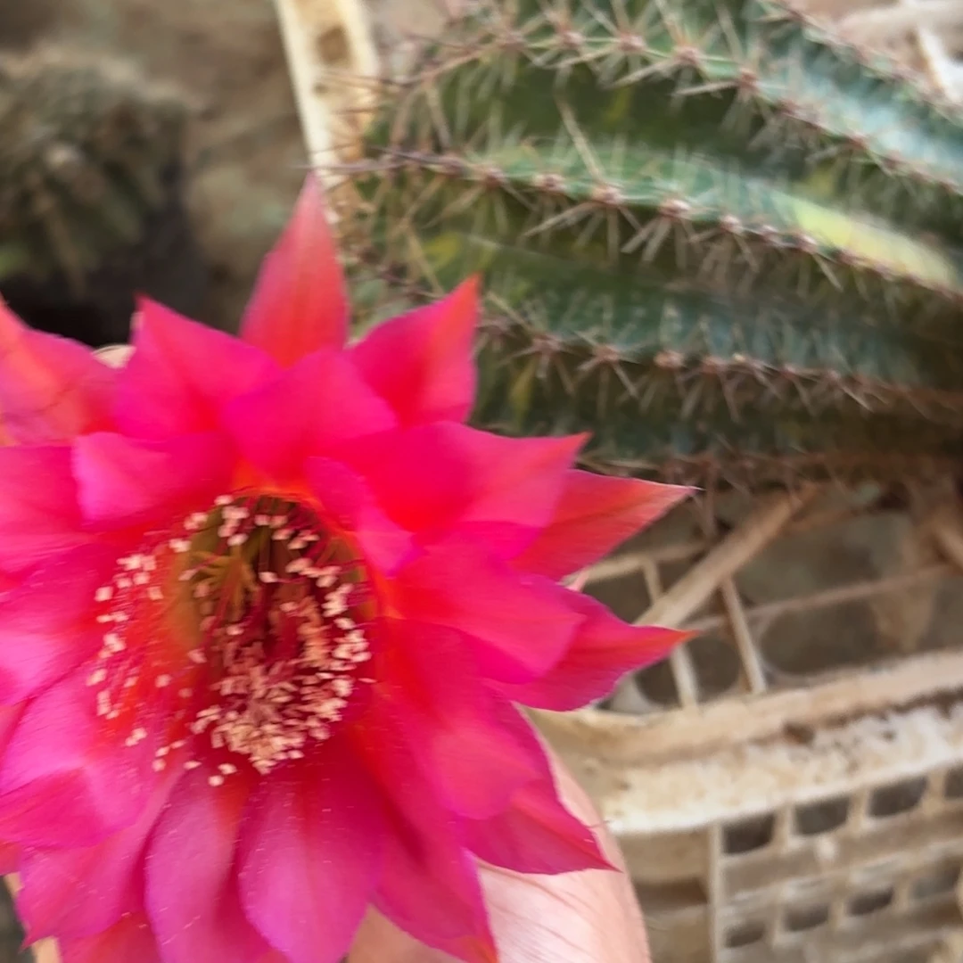 109 号脱花脱土实生仙人球