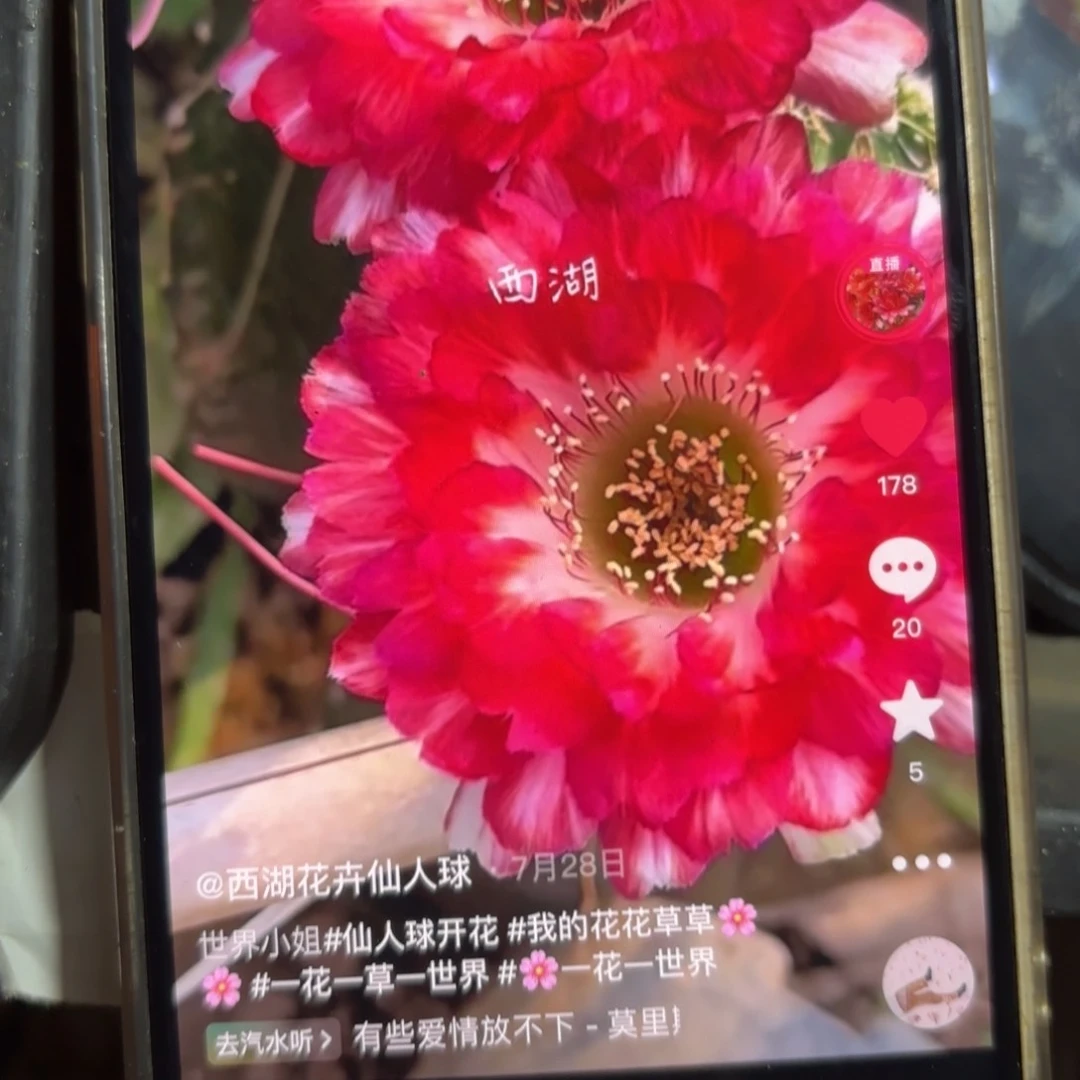 世界小姐小小小/侧牙歪28包邮3公分左右